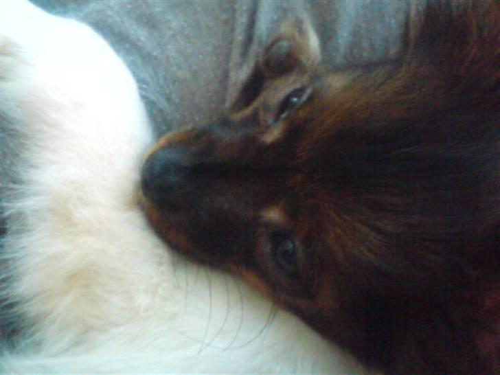 Blanding af racer vaks *savner dig* - sove sove billede 5