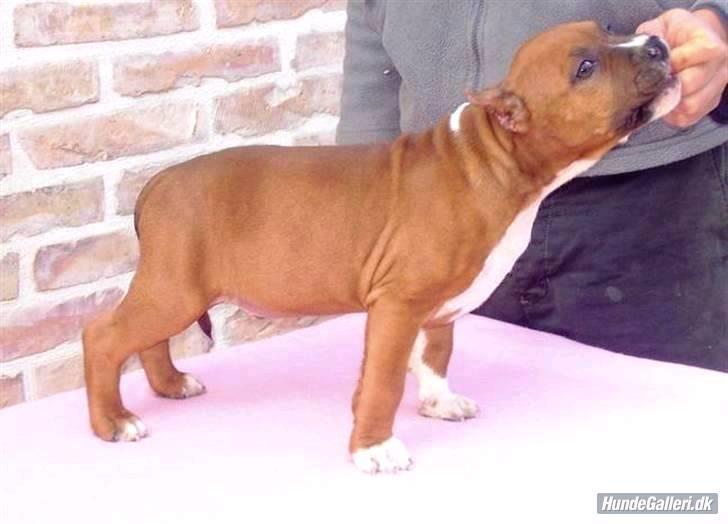 Amerikansk staffordshire terrier SBD Red Warrior - Dalton billede 17