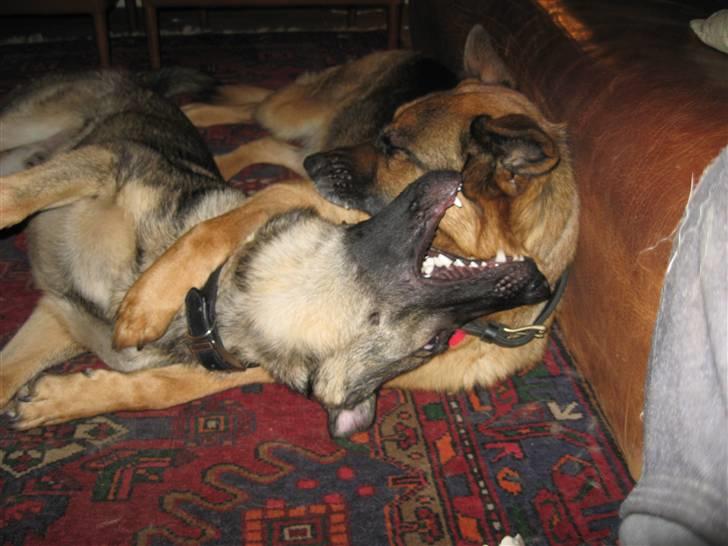 Schæferhund Kuba billede 5