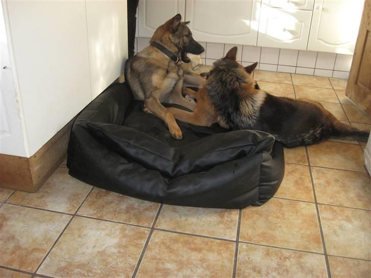 Schæferhund Kuba billede 6