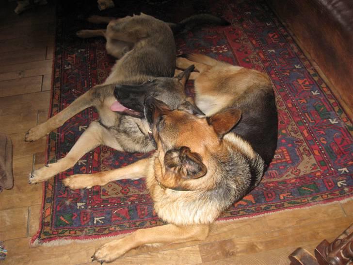 Schæferhund Bonnie billede 8