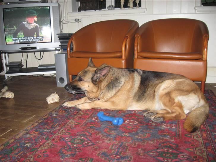 Schæferhund Lucie billede 7