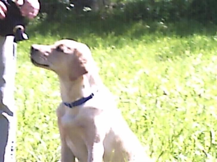 Labrador retriever muffi / spoti wallstreet - Jeg er klar , kast nu den dummy . billede 1