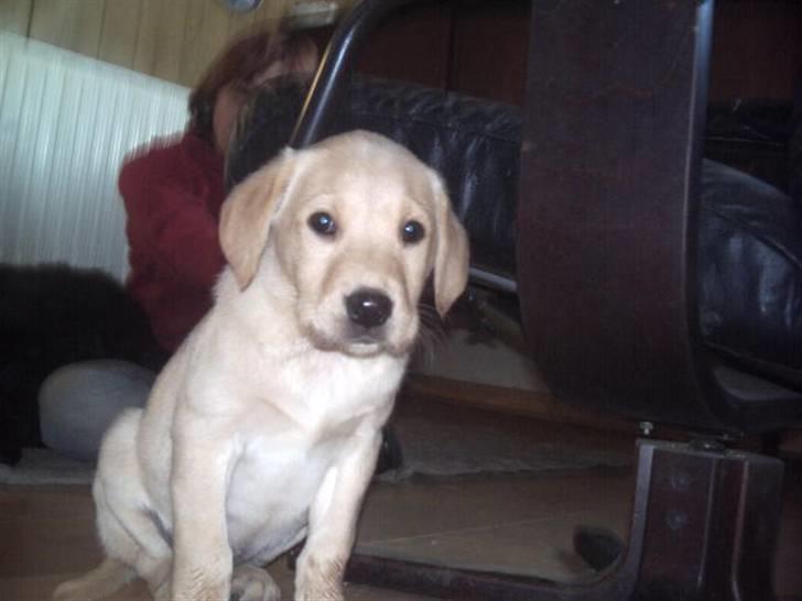 Labrador retriever muffi / spoti wallstreet billede 2