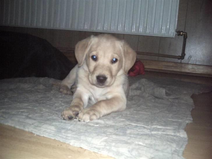 Labrador retriever muffi / spoti wallstreet - Æv ligge på gulvet . billede 3