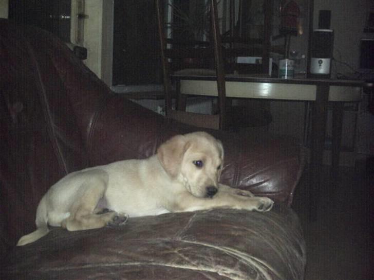 Labrador retriever muffi / spoti wallstreet - Der er jeg lige kommet til mit nye hjem. billede 4