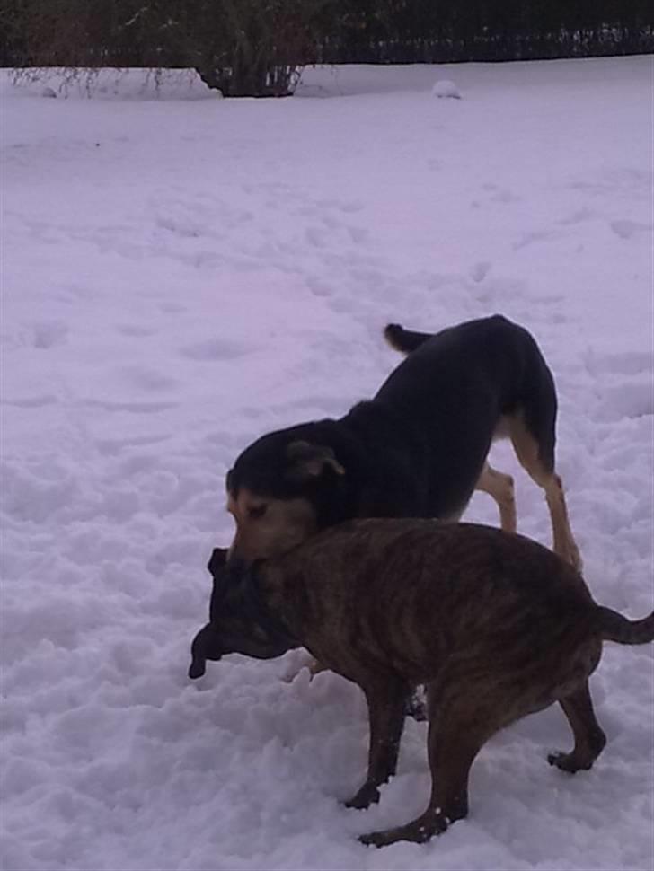 Blanding af racer Tumle - Leger med min bedste ven Cæsar :D billede 20