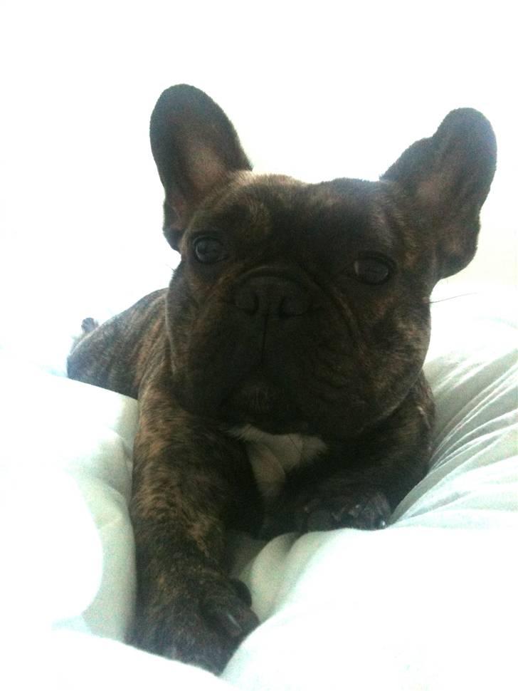Fransk bulldog Tyson - der ligger prinsen=) billede 9