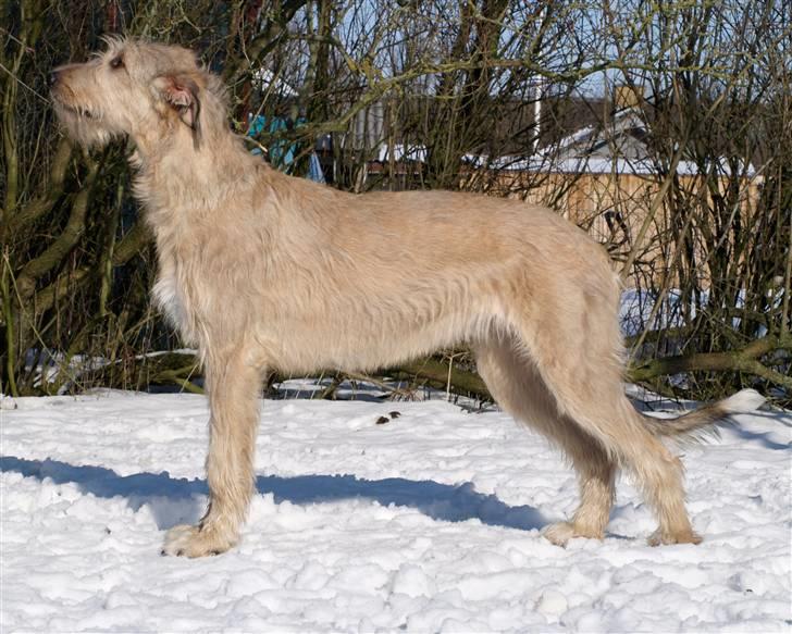 Irsk ulvehund Anouk - 10 måneder gammel billede 4