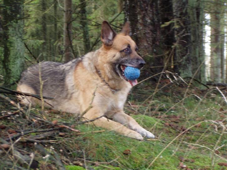 Schæferhund King *RIP* - På skov tur med far ;) billede 4
