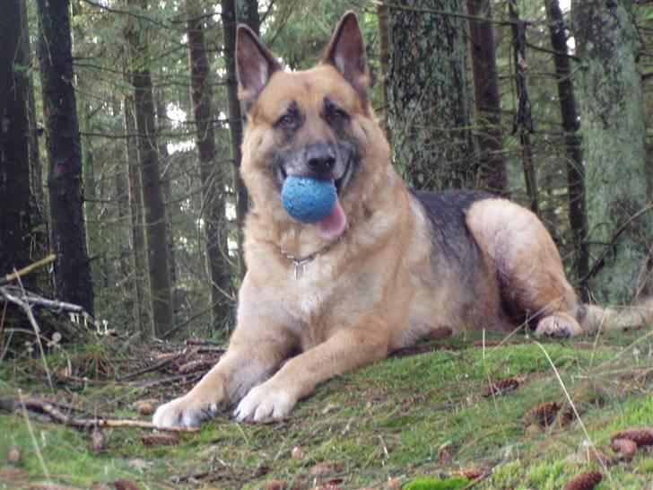 Schæferhund King *RIP* - Fik min bold :0) billede 5