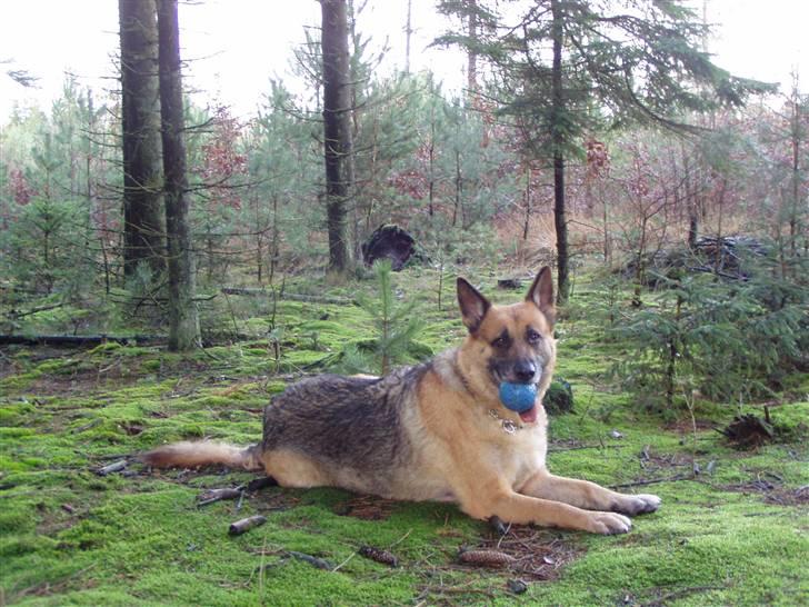 Schæferhund King *RIP* billede 6