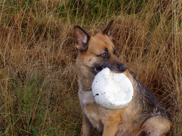 Schæferhund King *RIP* - Så mistede far sin fodbold... Se far jeg fik den ;)   billede 7