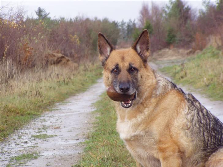 Schæferhund King *RIP* - manglede min bold så fandt en sten..  billede 8