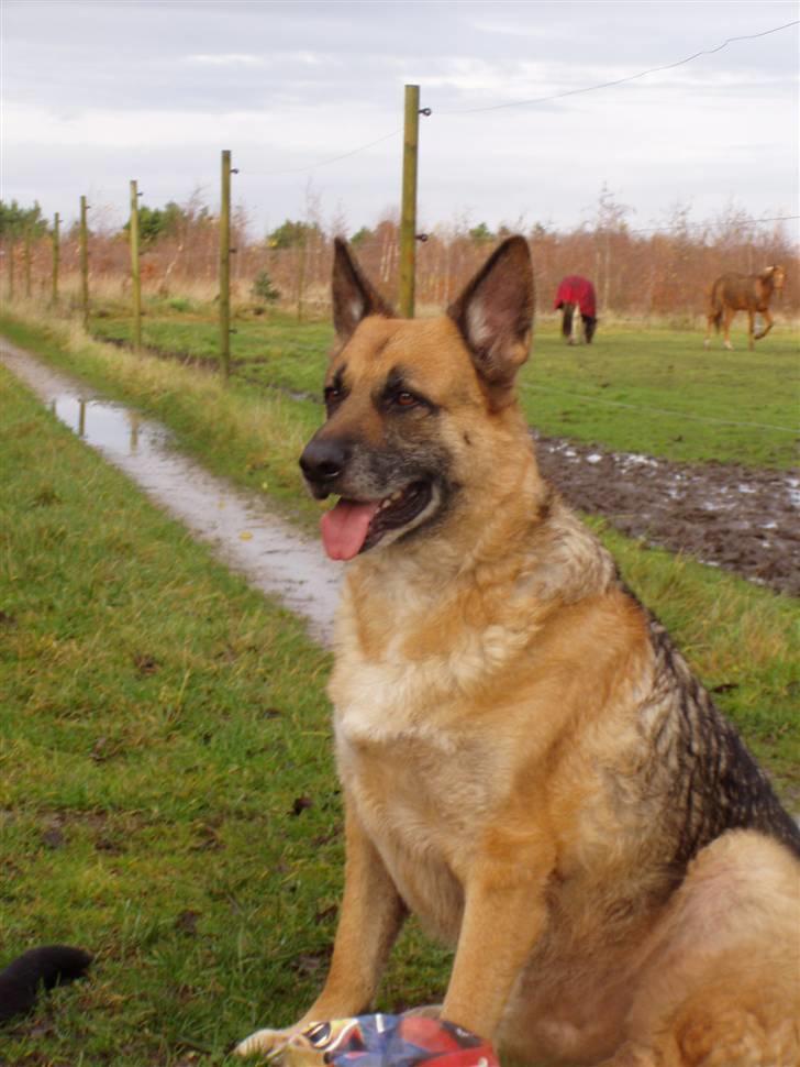 Schæferhund King *RIP* billede 9