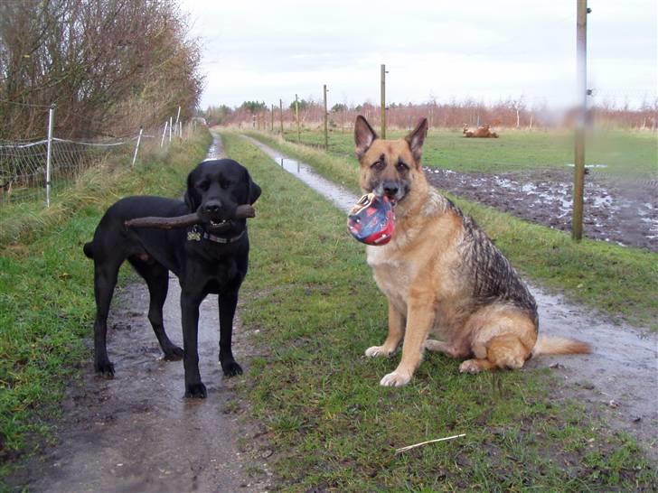 Schæferhund King *RIP* - Min lille ven (labradoren Marco) Han får tæsk når vi var sammen billede 10