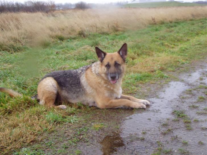 Schæferhund King *RIP* - Kom nu far venter altså på dig  billede 11