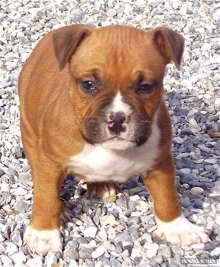 Amerikansk staffordshire terrier SBD Red Warrior - Dalton - Baby Dalton. billede 18