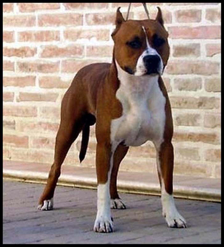 Amerikansk staffordshire terrier SBD Red Warrior - Dalton - Daltons Far. billede 19