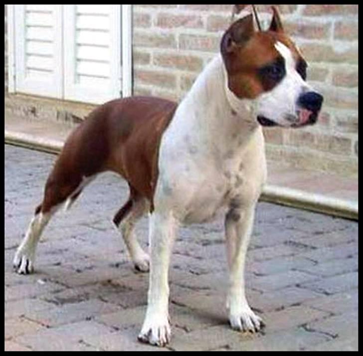 Amerikansk staffordshire terrier SBD Red Warrior - Dalton - Daltons Mor. billede 20