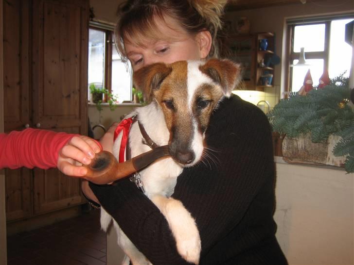 Glathåret foxterrier Mille (himmelhund) billede 13