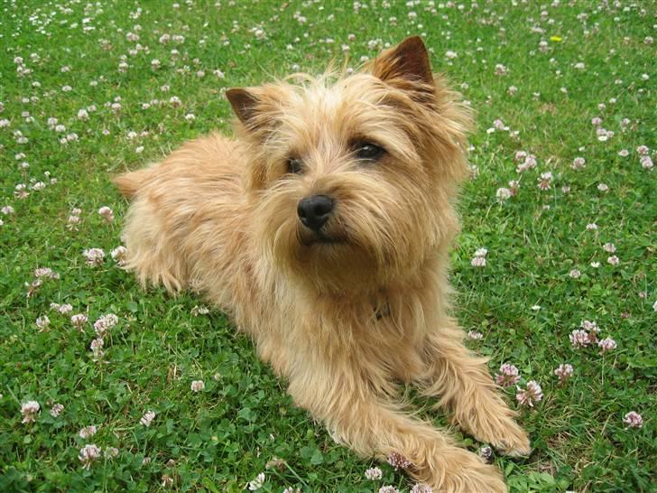 Cairn terrier **Mickey** billede 18