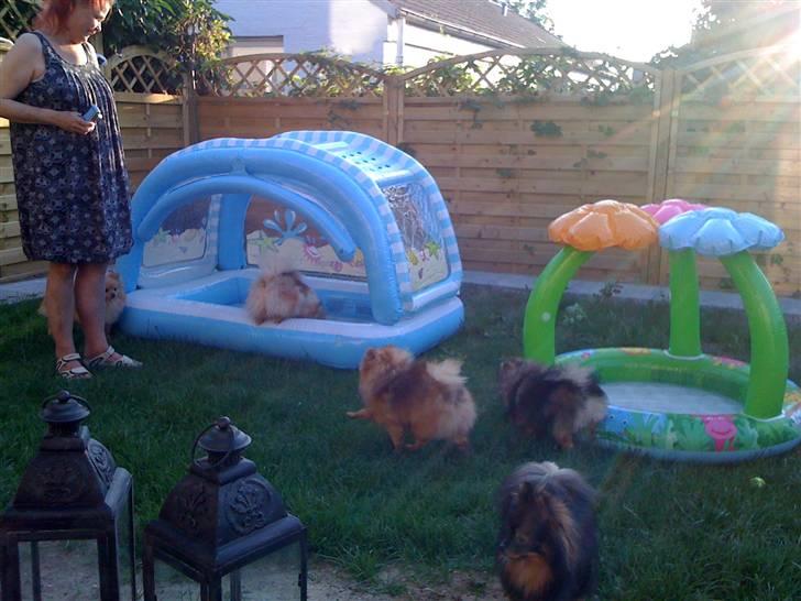 Pomeranian Chardame's Boo Boo - Pomser Sommerdag med badebassin :P billede 7