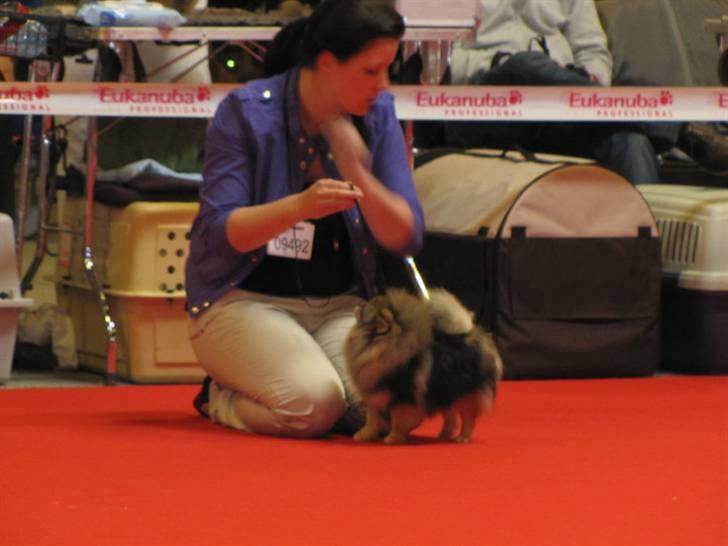 Pomeranian Chardame's Boo Boo - Verdens udstillingen Herning 2010 billede 8