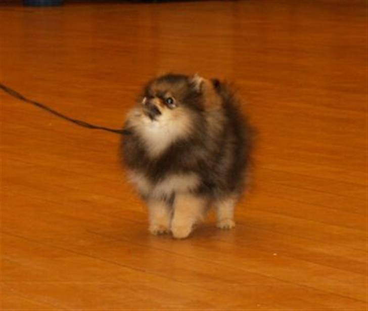 Pomeranian Chardame's Boo Boo billede 9