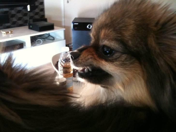 Pomeranian Chardame's Boo Boo - sur sur sur ... lille boo boo omkring :P billede 10