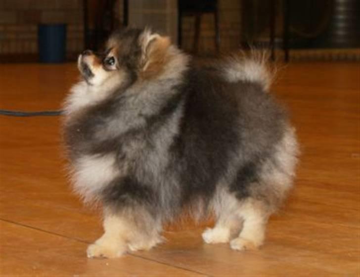 Pomeranian Chardame's Boo Boo billede 11