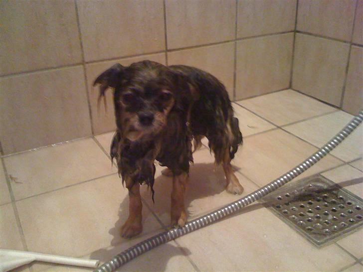 Pomeranian Chardame's Boo Boo - Boo Boo i bad :) billede 12