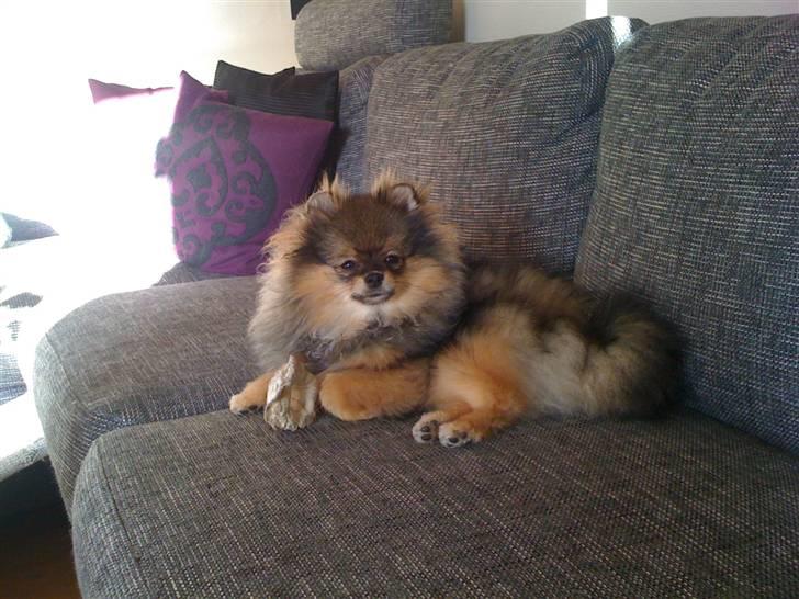 Pomeranian Chardame's Boo Boo - Boo Boo hygger i sofaen :) billede 13