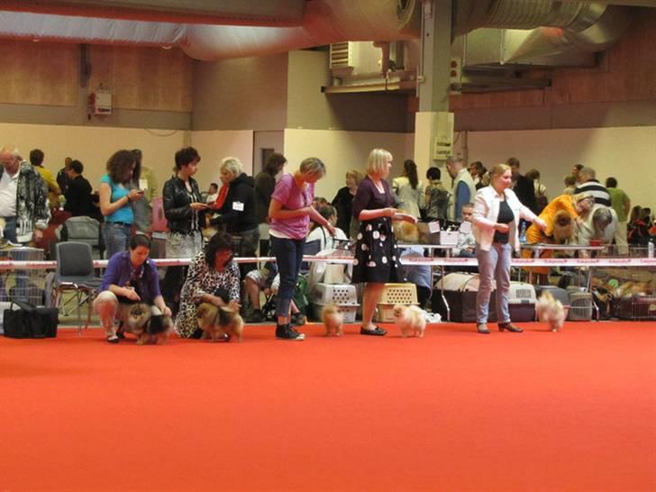 Pomeranian Chardame's Boo Boo - Verdens udstillingen Herning 2010 billede 14