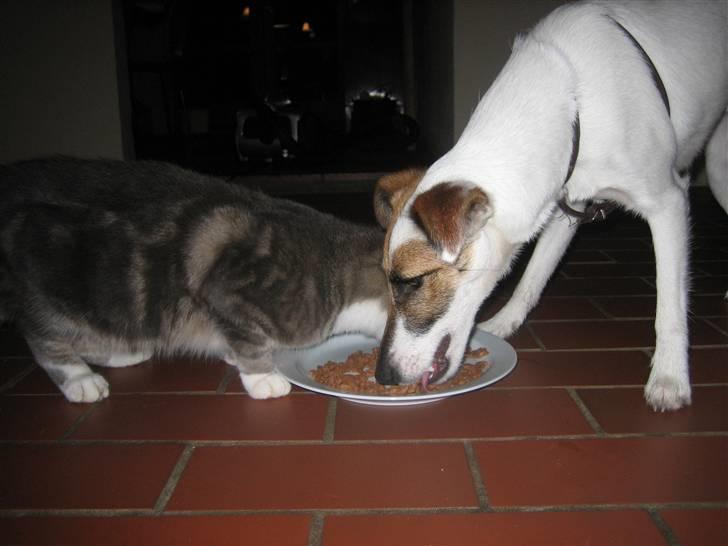 Glathåret foxterrier Mille (himmelhund) billede 14