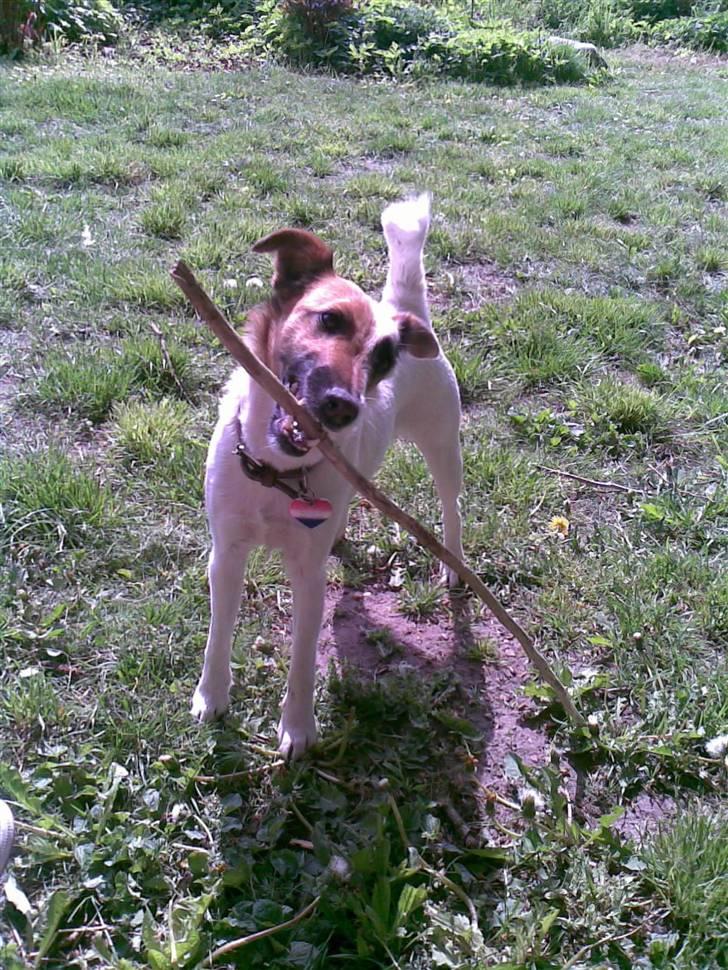 Glathåret foxterrier Mille (himmelhund) billede 15