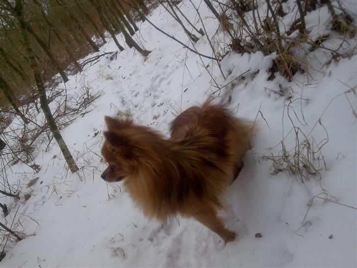 Pomeranian Tilde billede 19