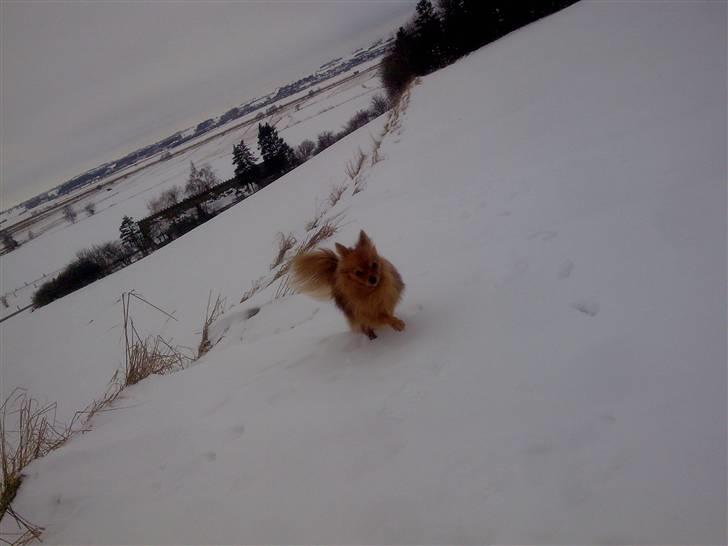 Pomeranian Tilde billede 20