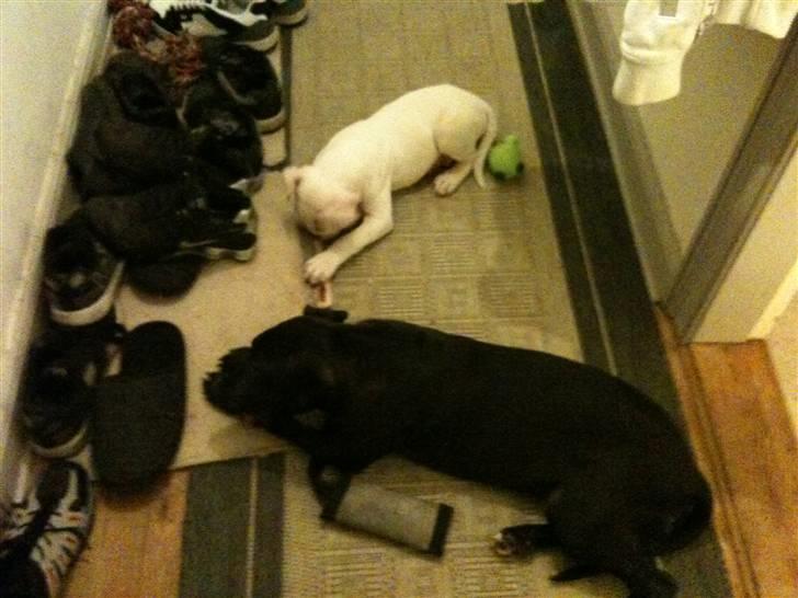 Amerikansk staffordshire terrier Nismo - Så bliver der spist ben, sammen med Chevy billede 10