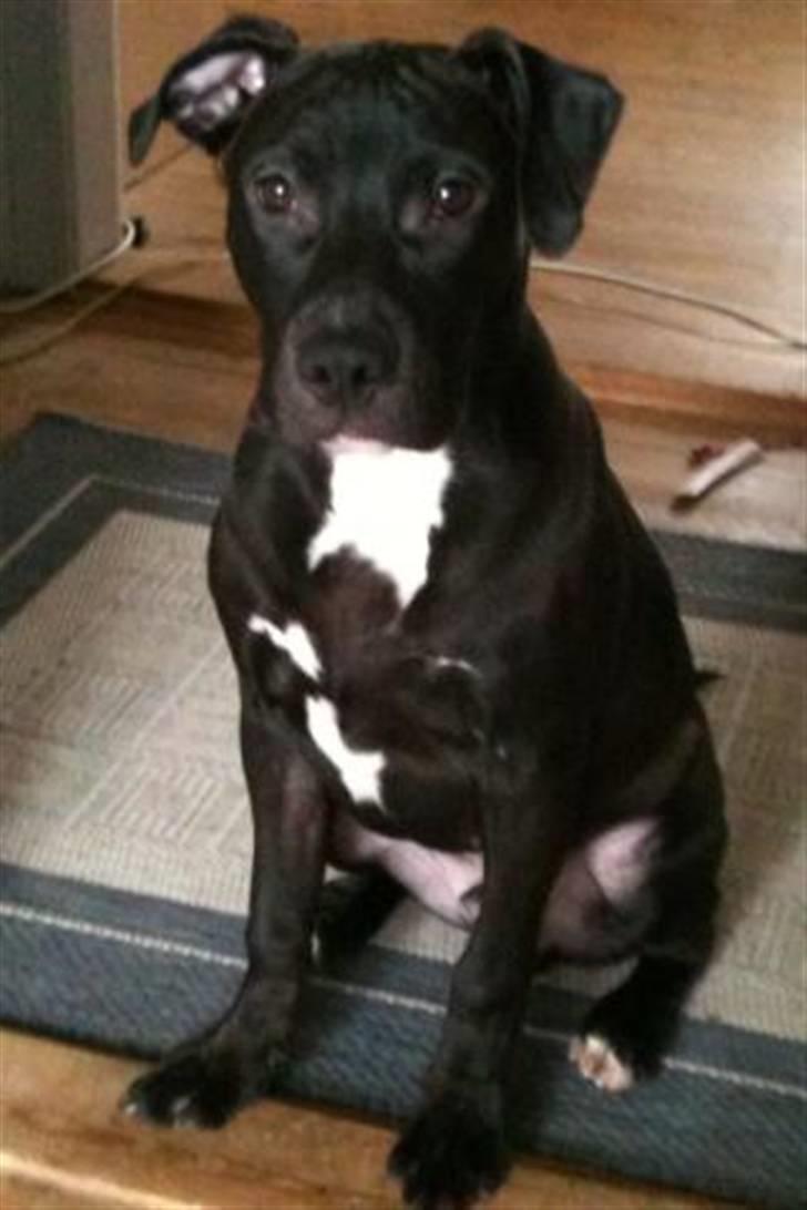 Amerikansk staffordshire terrier Nismo - Sikke fint man kan sidde :) billede 11