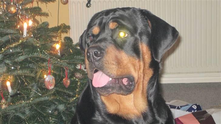 Rottweiler Goofy  [SOLGT!] billede 7