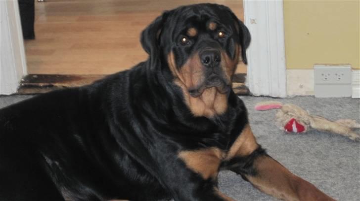 Rottweiler Goofy  [SOLGT!] - Man kan godt se at han er vokset:D billede 8