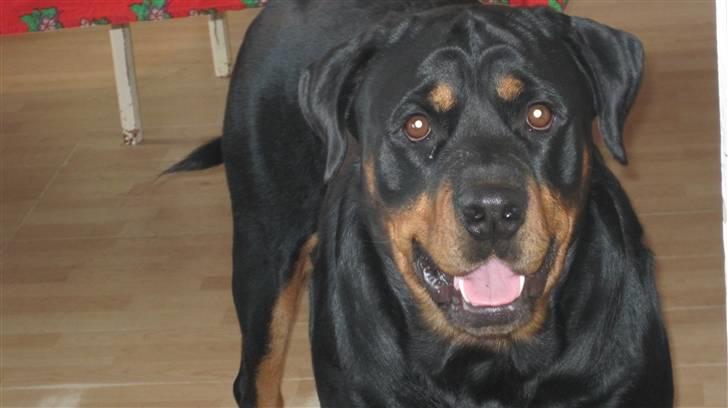 Rottweiler Chicco [SOLGT!:'(] billede 7
