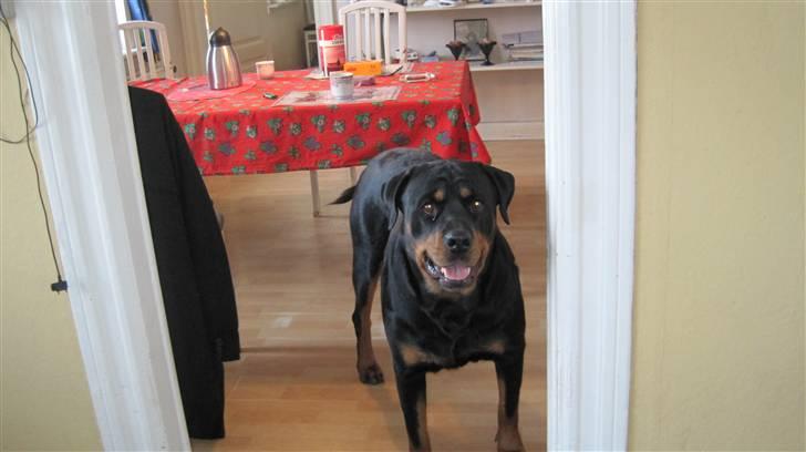 Rottweiler Chicco [SOLGT!:'(] billede 8