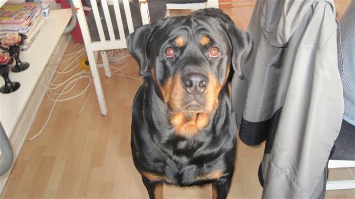 Rottweiler Chicco [SOLGT!:'(] billede 9