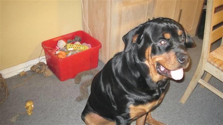 Rottweiler Goofy  [SOLGT!] - Goofy som er 1 år nu:) billede 9