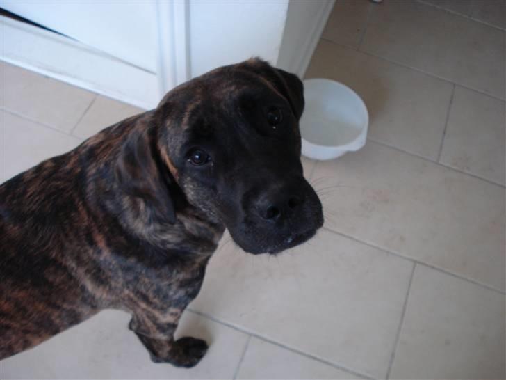 Blanding af racer Lulu billede 11