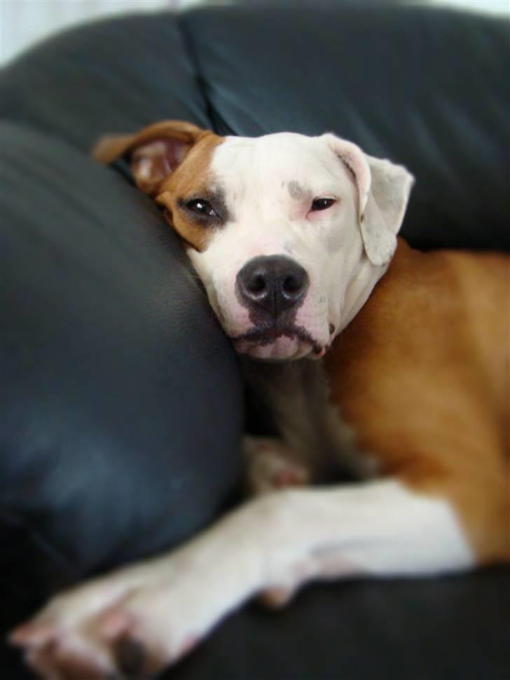 Amerikansk staffordshire terrier Bella Storebrors hund :D billede 1