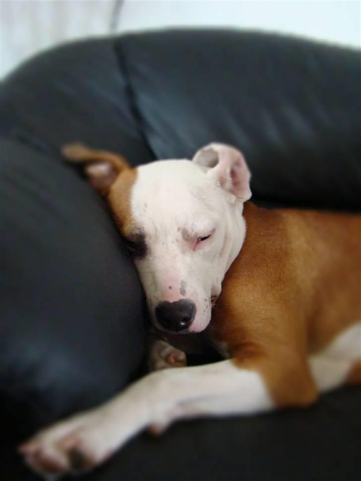 Amerikansk staffordshire terrier Bella Storebrors hund :D billede 2