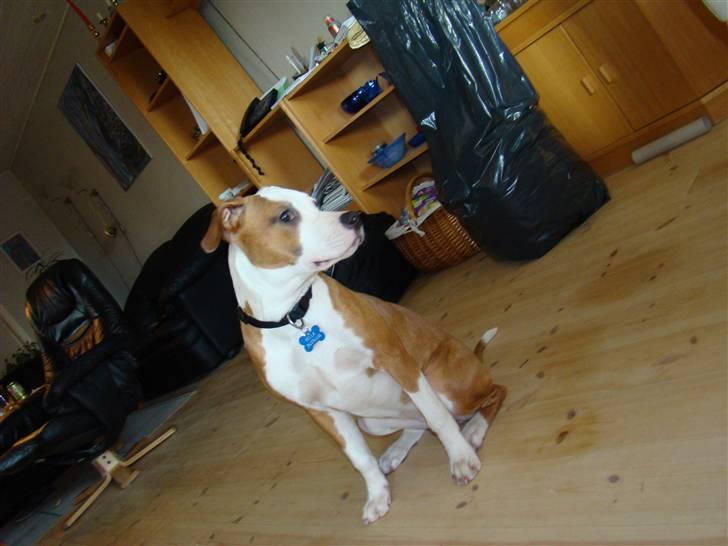 Amerikansk staffordshire terrier Bella Storebrors hund :D billede 3